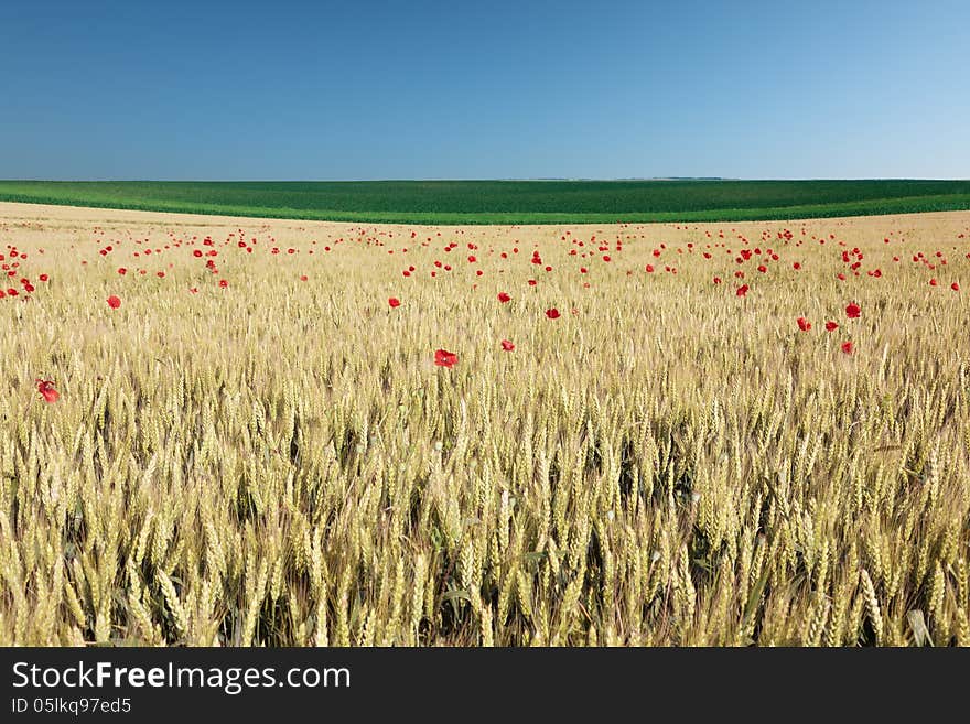 Wheat field with poppies.