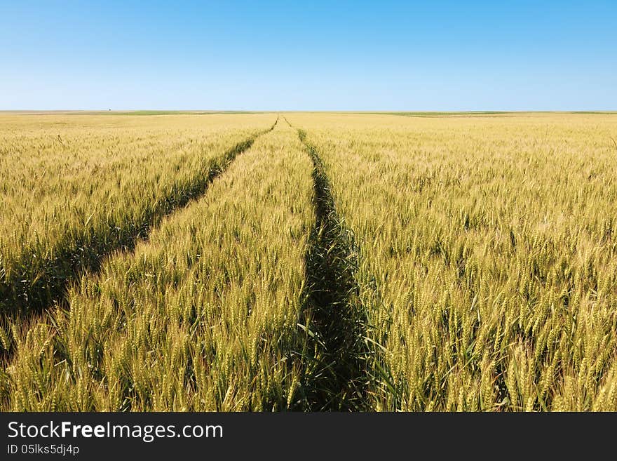 Wheel track through a field of rye