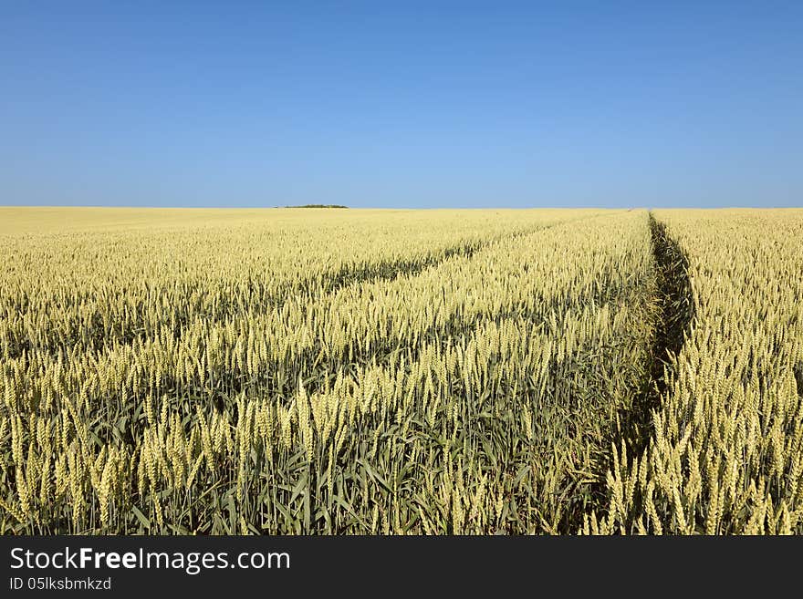 Wheel track through a field of wheat