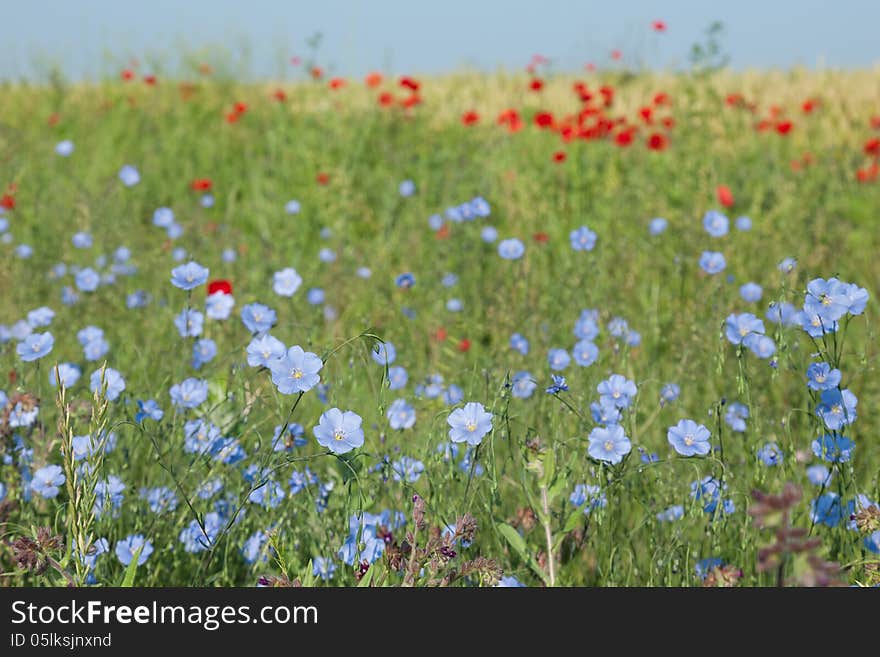 Wild flowers in a field of wheat