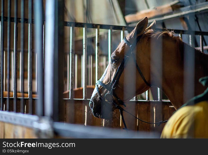 Head of the brown horse closeup in stable for horses. Head of the brown horse closeup in stable for horses