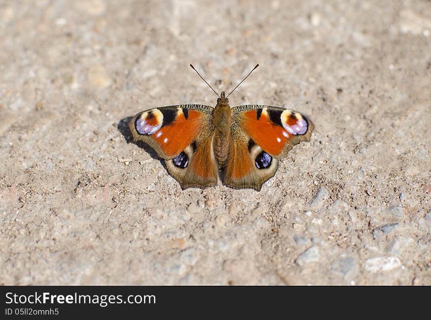 Butterfly on a rock