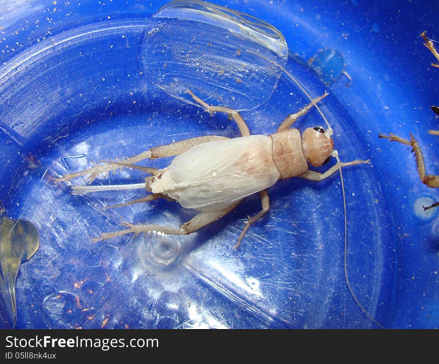 Female of Silent Cricket just got to adult stage