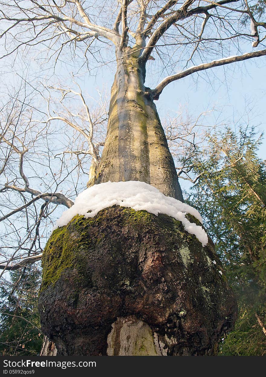 Older Mossy Tree