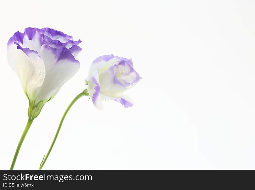 Eustoma