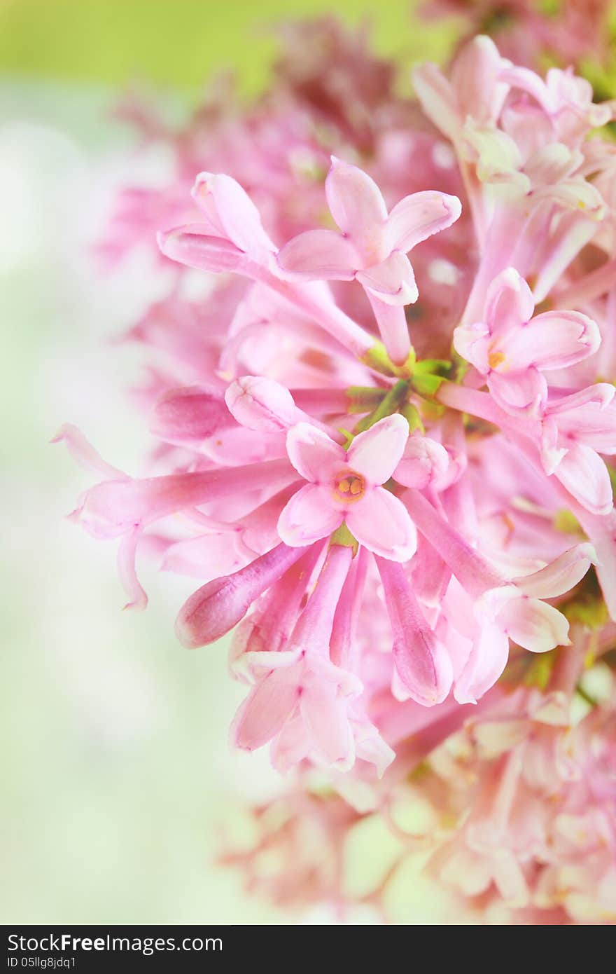 Pink scented flowers on a bokeh background. Pink scented flowers on a bokeh background