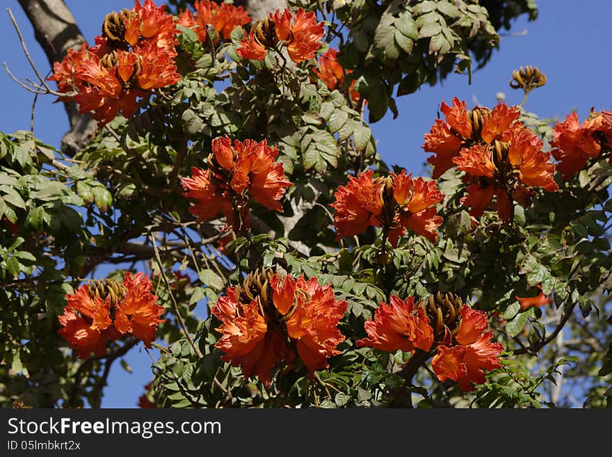 African tulip tree