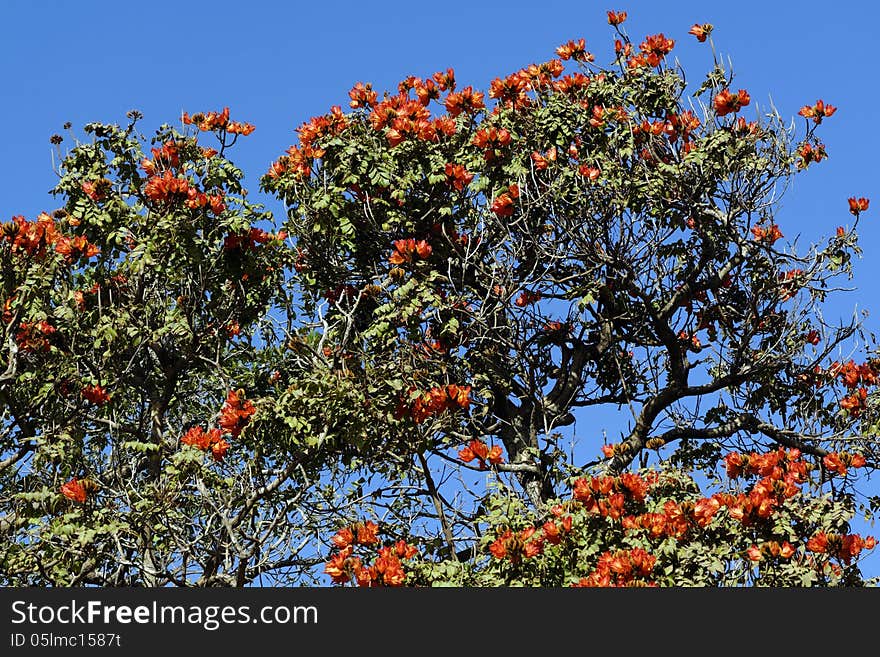 African tulip tree