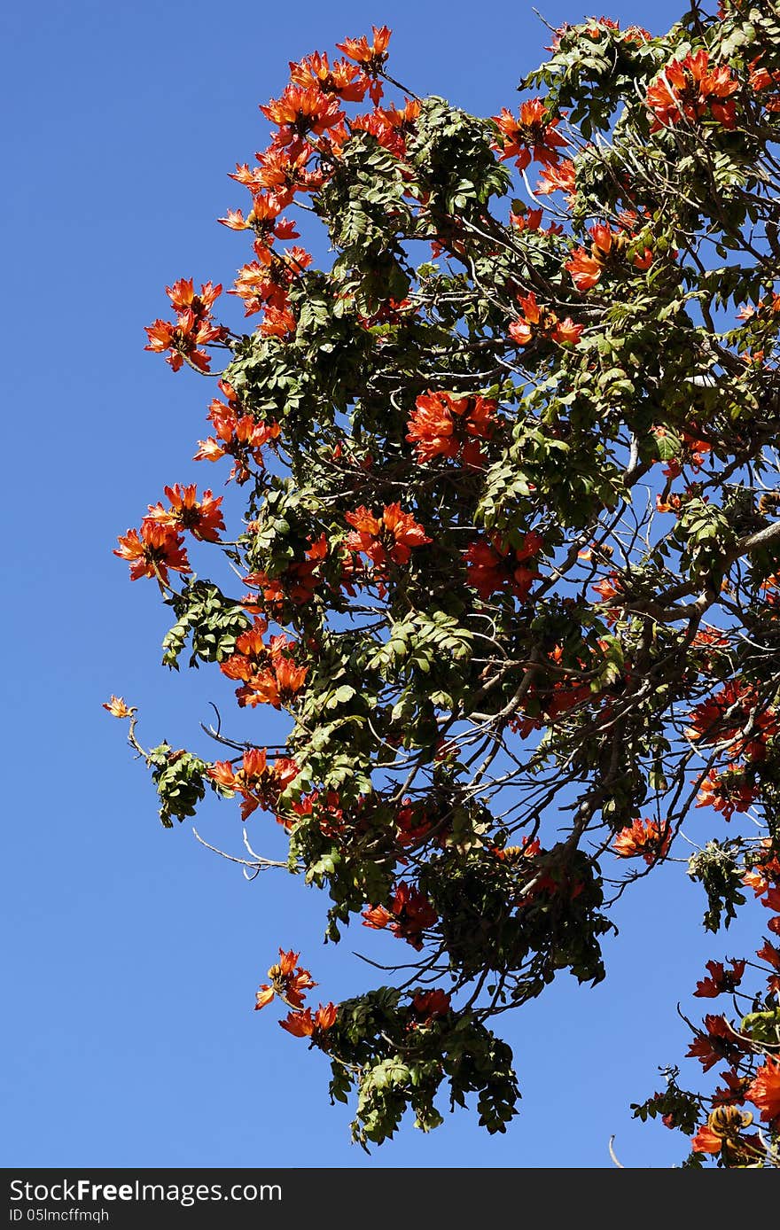 African Tulip Tree