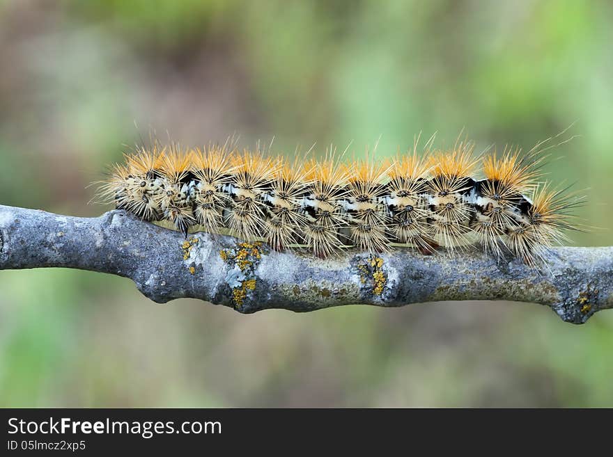 Caterpillar of the Purple Tiger (Rhyparia purpurata) on a twig.