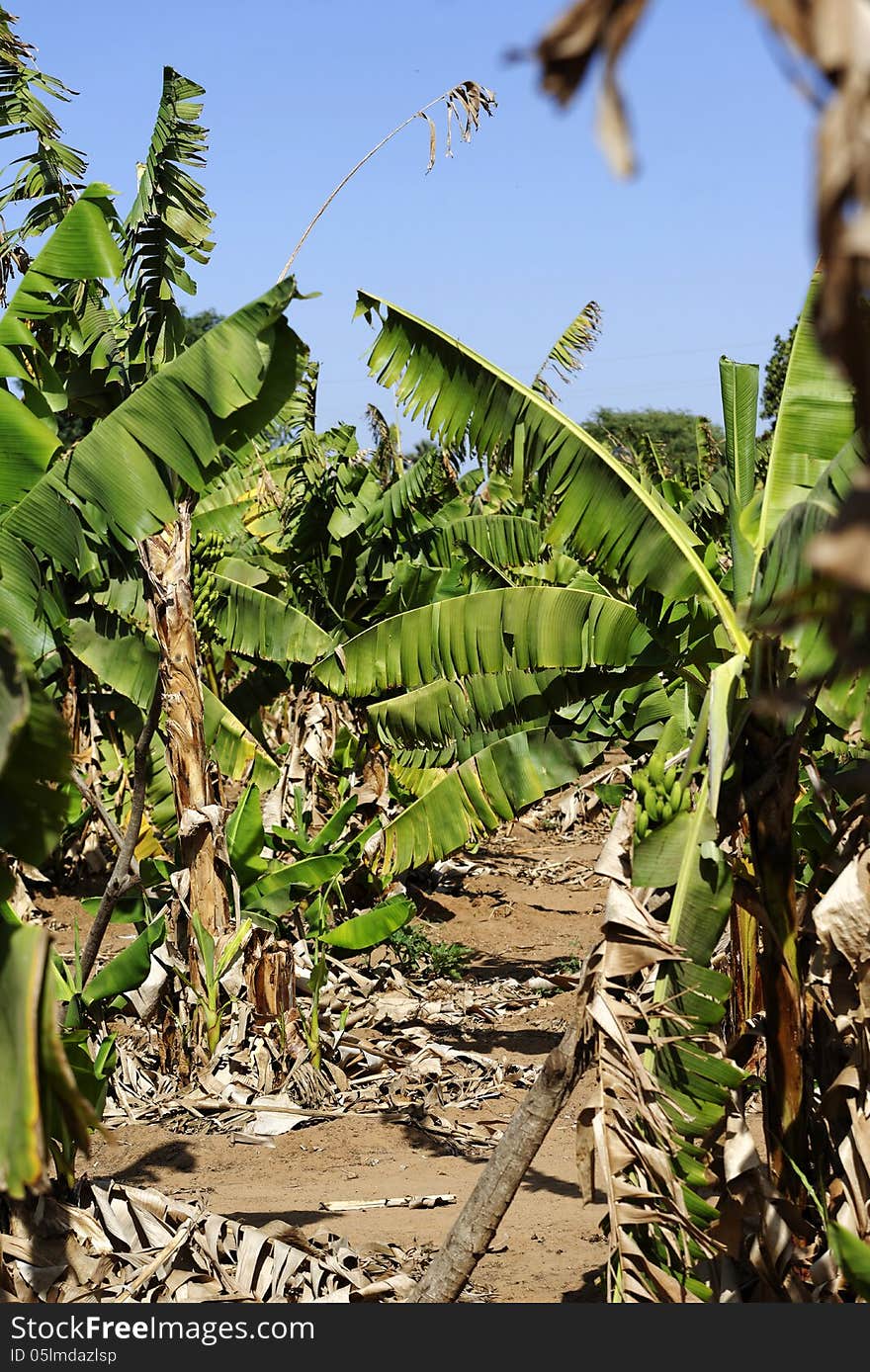 Banana plantation in west Africa.