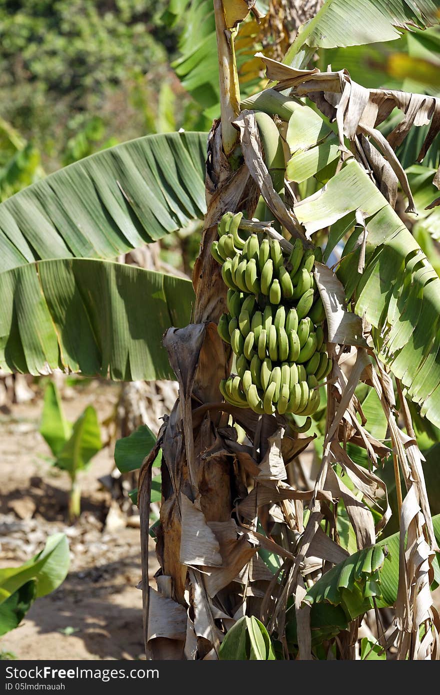 Banana plantation in west Africa.