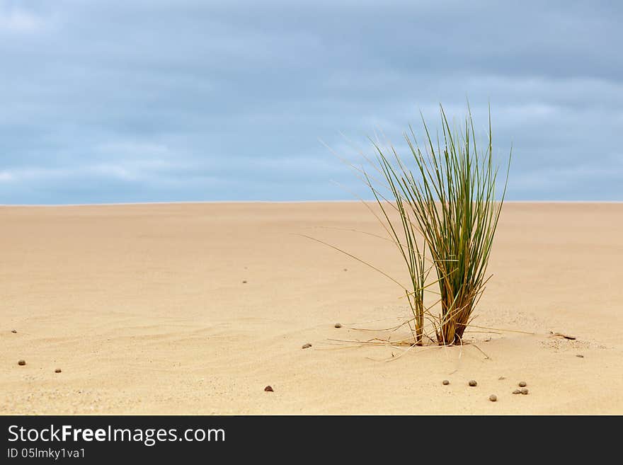 On the beach groiwing plants. On the beach groiwing plants