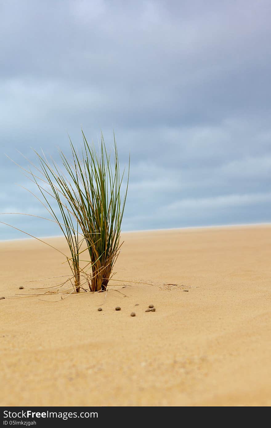 On the beach groiwing plants. On the beach groiwing plants