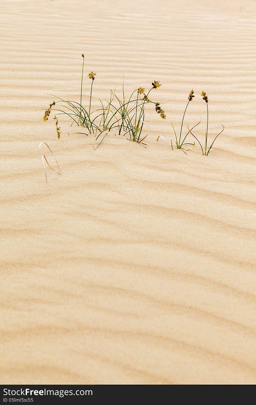 A plant is growing in the sand. A plant is growing in the sand