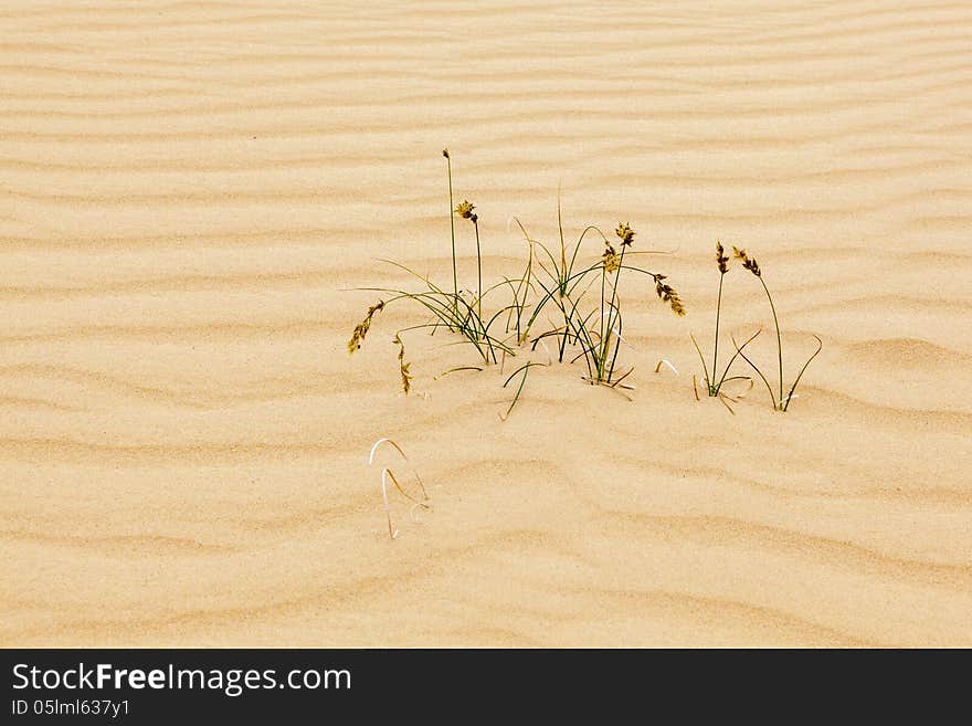 A plant is growing in the sand. A plant is growing in the sand