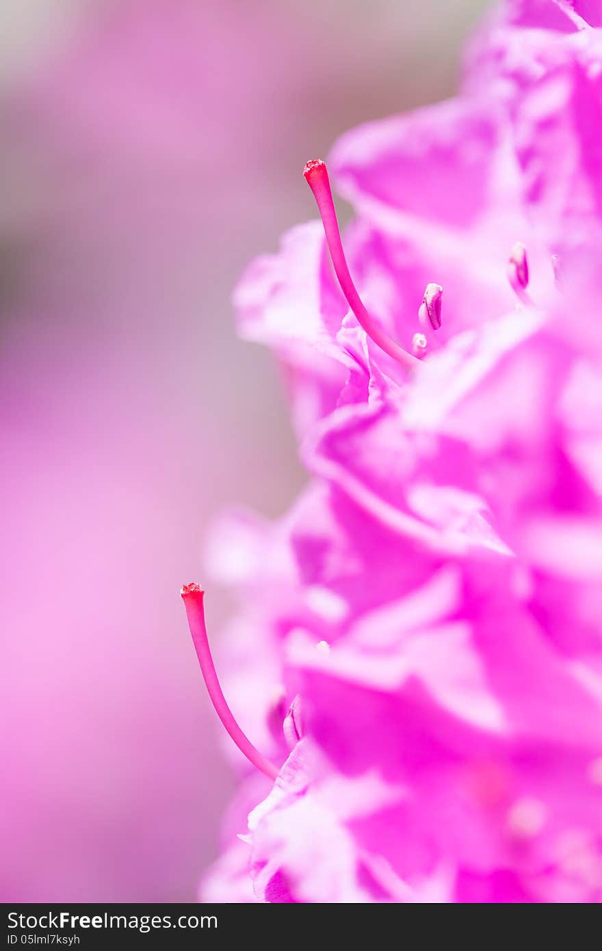 Pistil of a Rhododendron