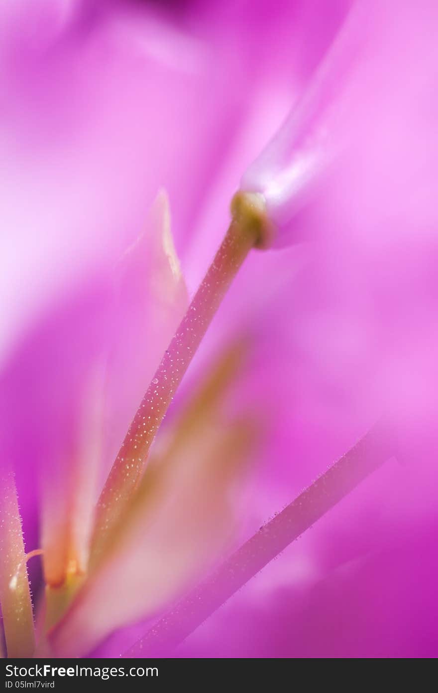 Pistil of a Rhododendron