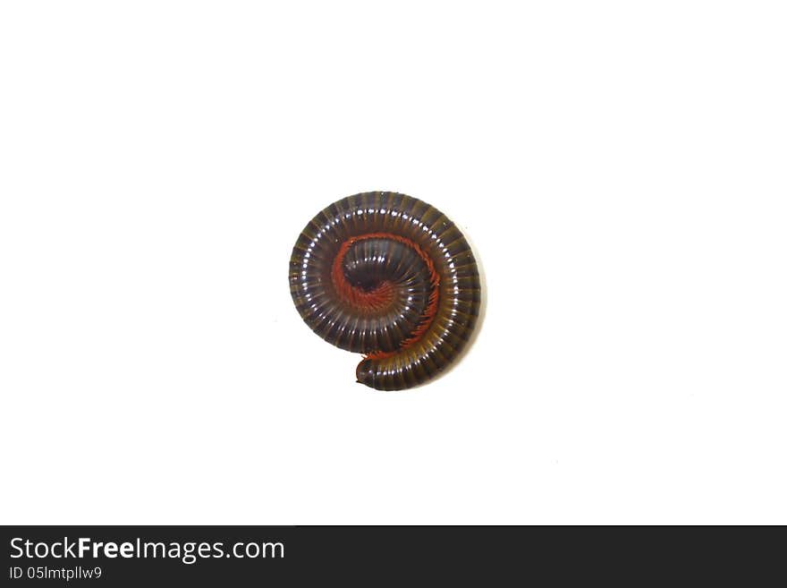 Tropical millipede isolated