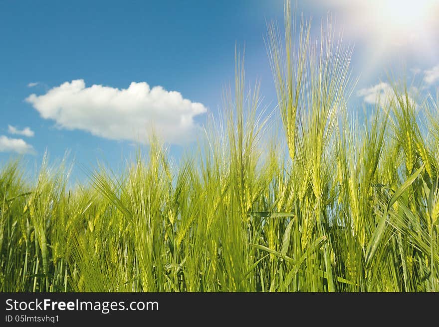 Spring grain with blue sky and sunligt