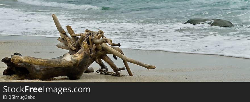 Stranded Tree