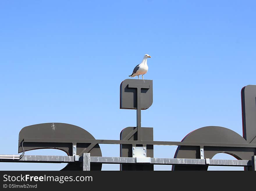 Seagull on a neon