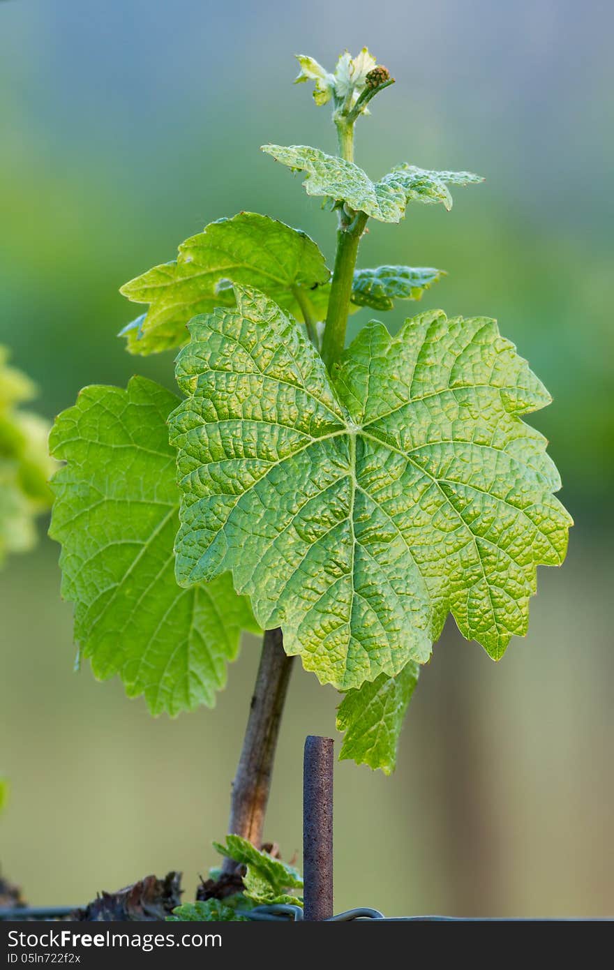 Beautiful rows of grapes in spring at the sunset light. Beautiful rows of grapes in spring at the sunset light