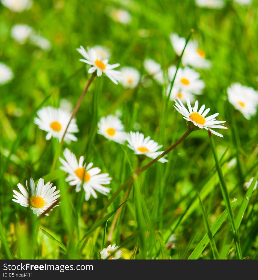 Spring Meadow With Golden Daisies.