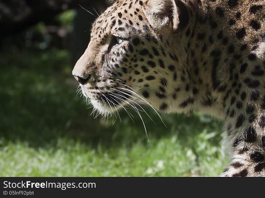 Beautiful spotted leopard close up portrait. Beautiful spotted leopard close up portrait