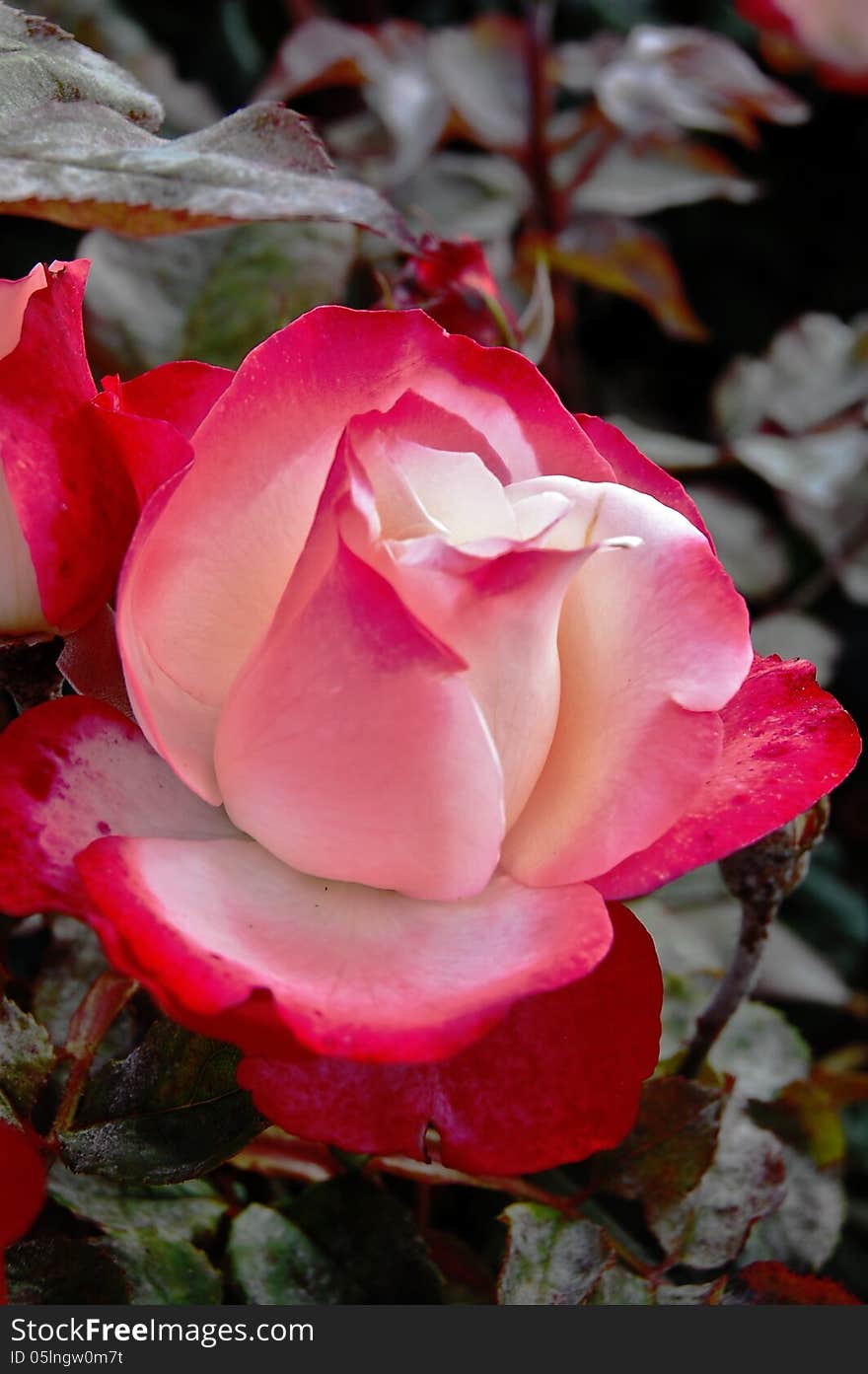 Image of a beautiful rose in the Queen Marys Rose Garden