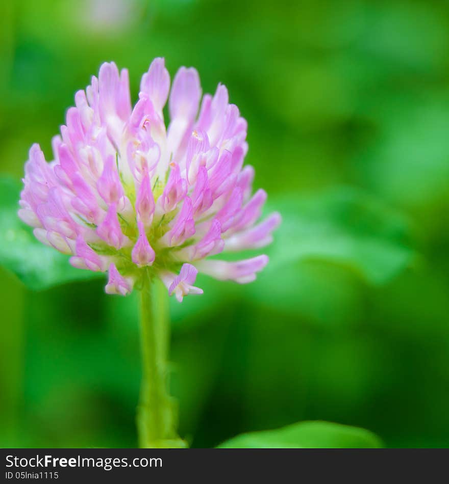 Beautiful Purple Flower against the Green Blurred Background