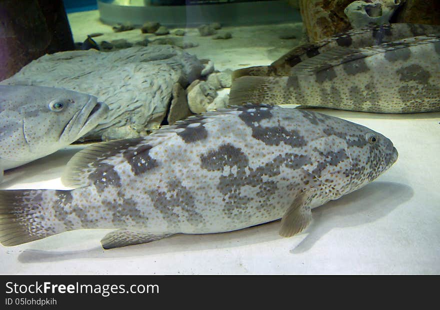 Napoleon fish, or Maori wrasse &x28;lat. Cheilinus undulatus&x29;.