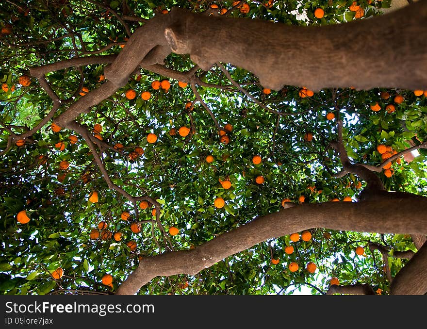 Mandarin Tree. Barcelona.