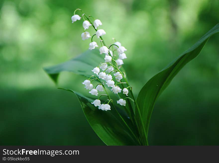 Lilies Of The Valley.