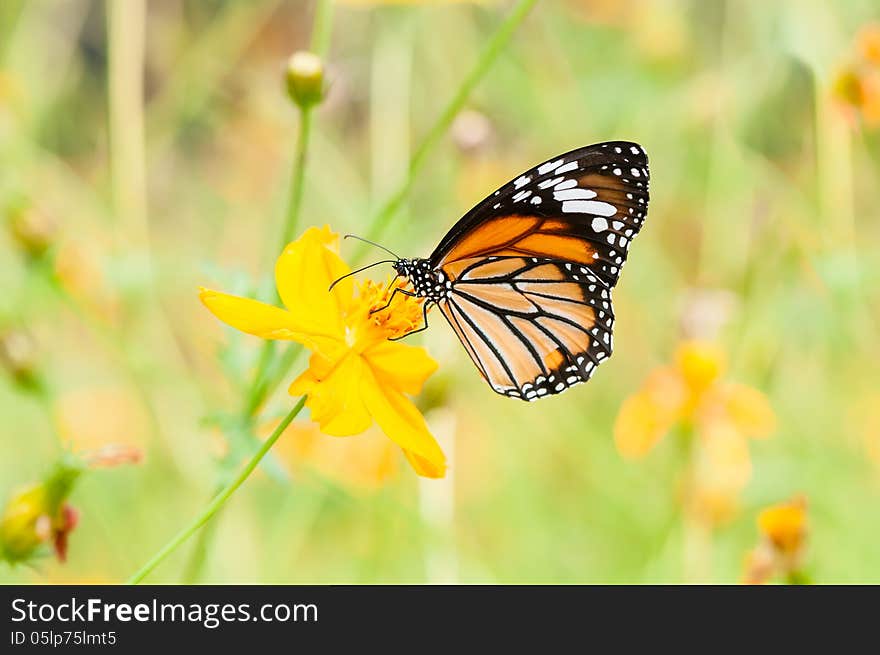 Monarch butterfly on yellow flower