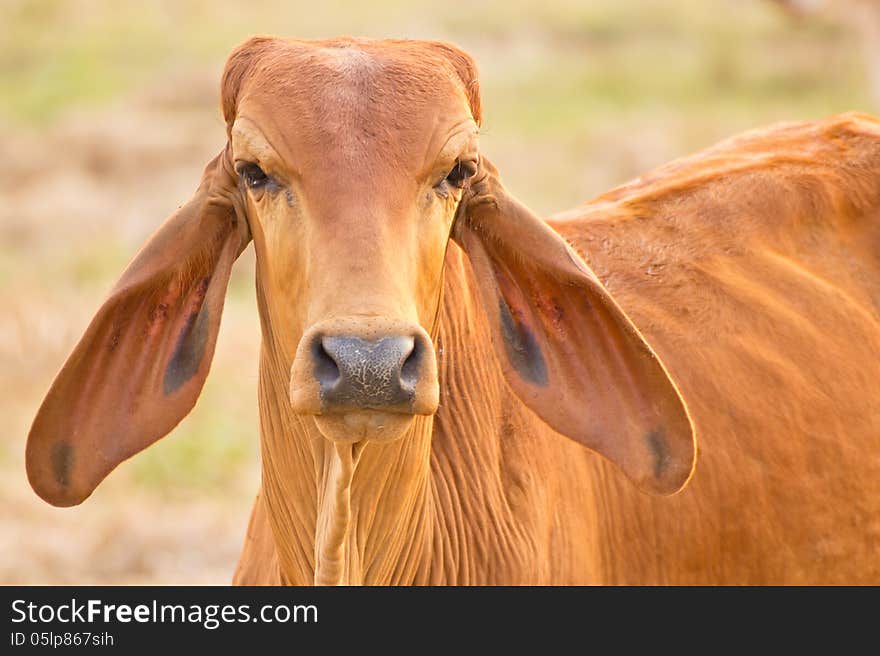 Cow Red Stands On The Background Of The Milky Sky Looks Smart