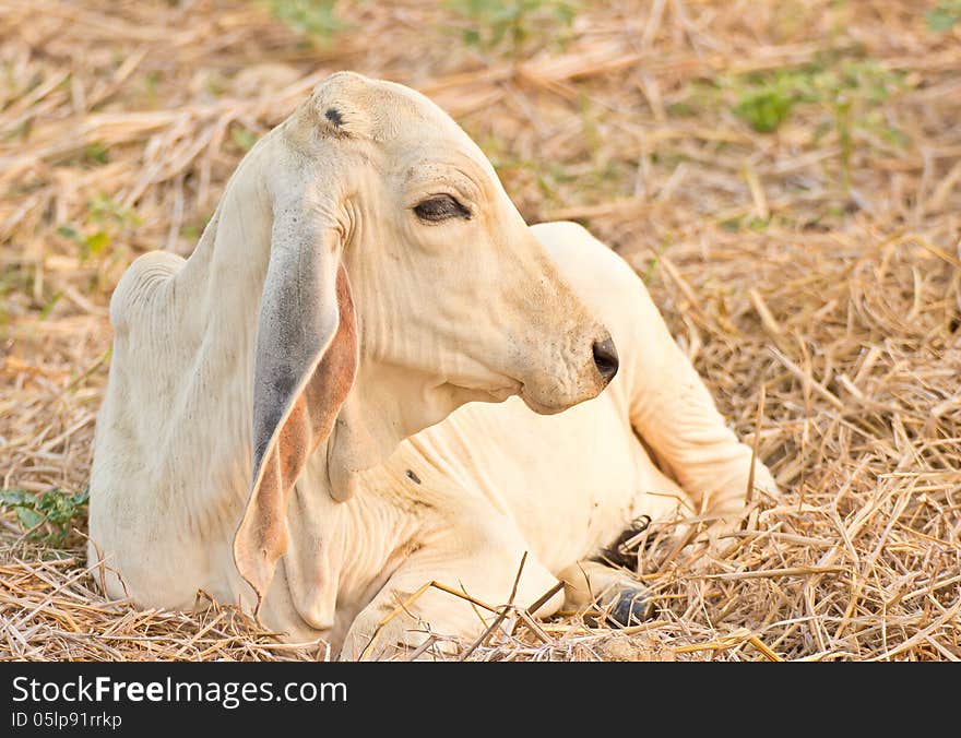 Young cow on a summer pasture