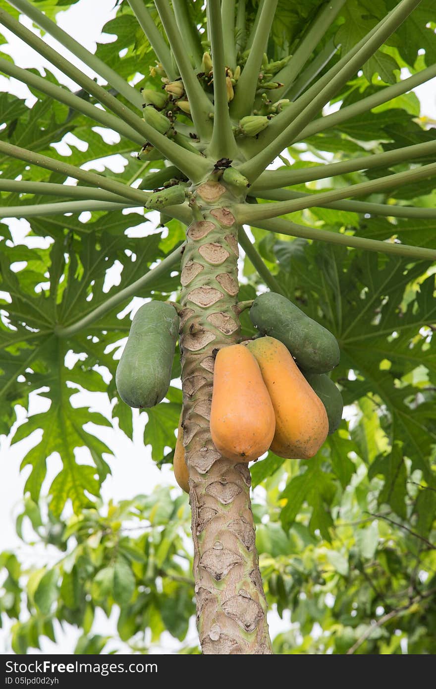 Papaya on plant