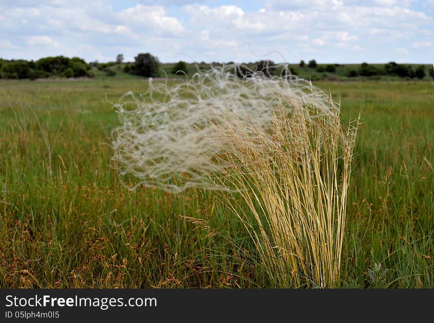 Field Plants