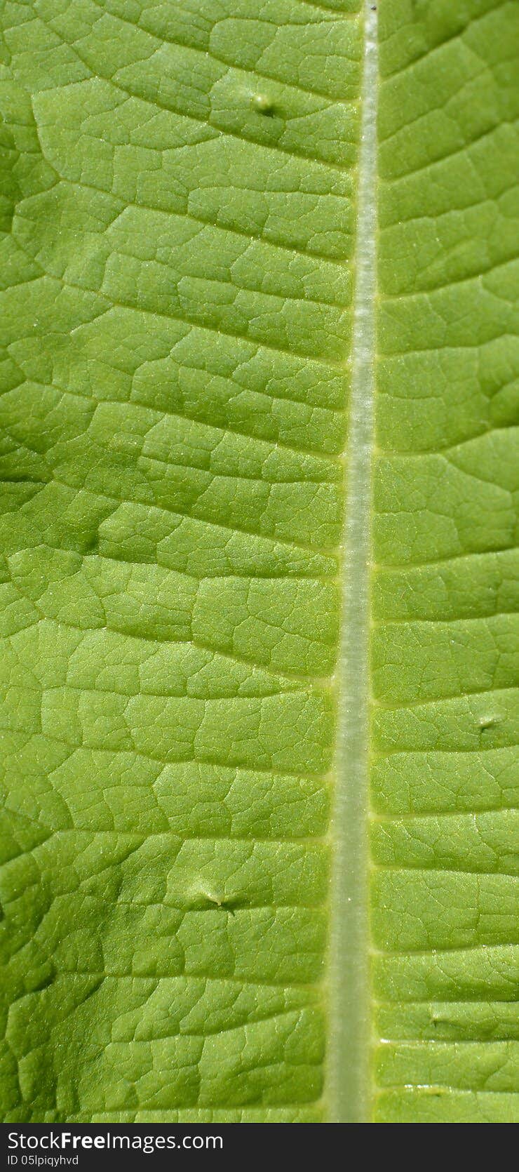 Green Leaf Macro View On Veins.