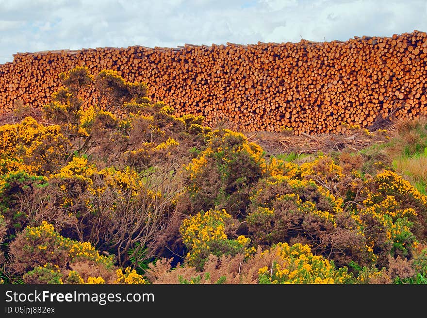 Cut down trees, Castletower, Caithness, Scotland,Uk.