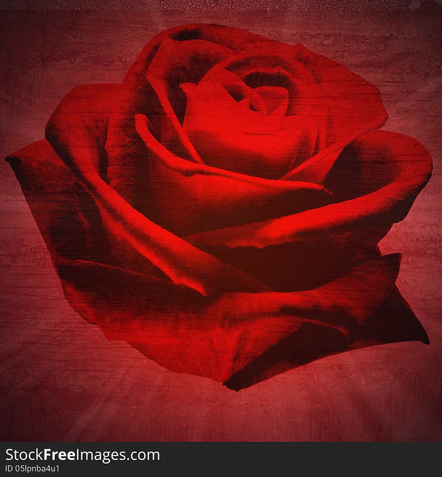 Red rose petals close-up in black wall wood texture background