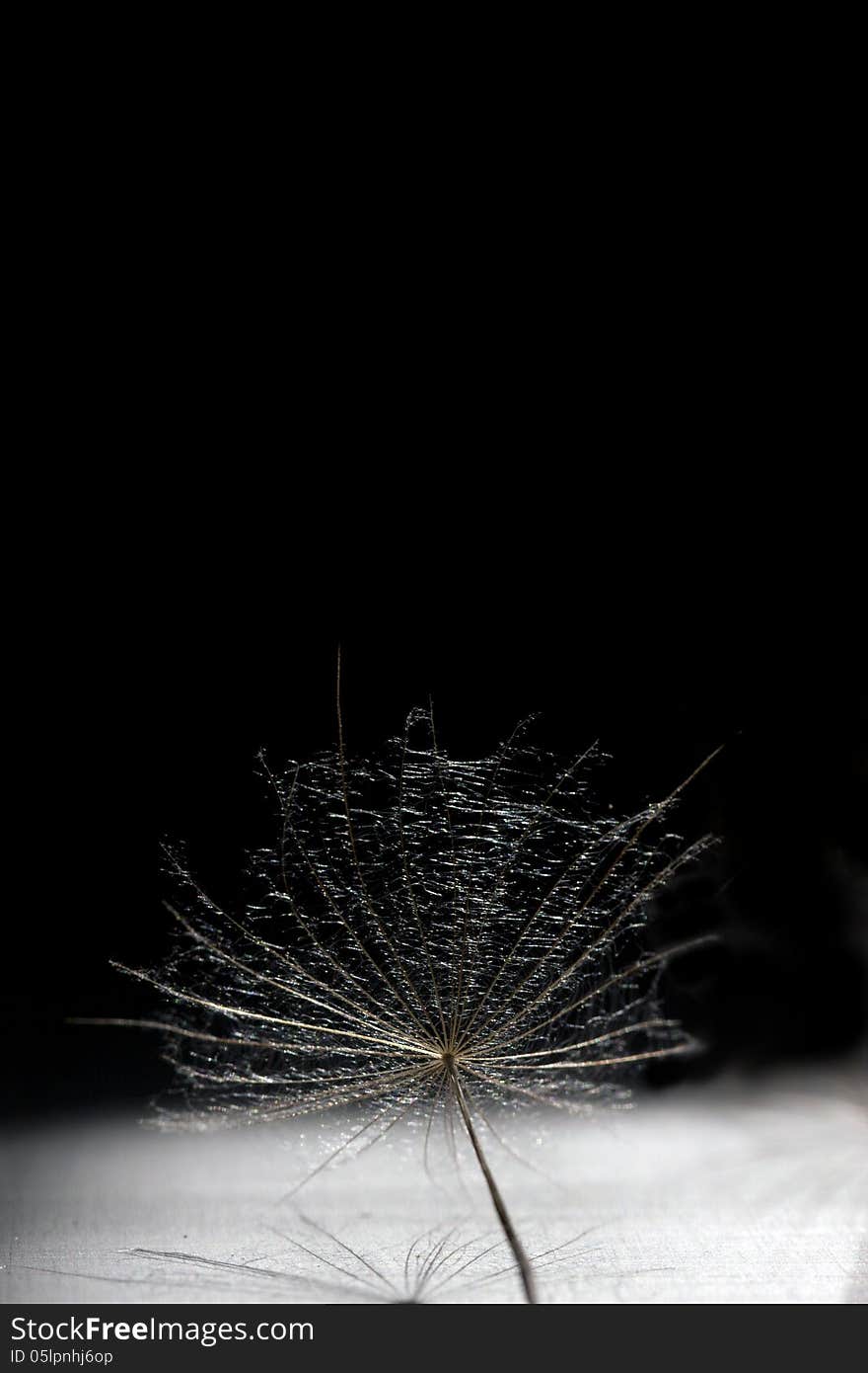 Dandelion 1