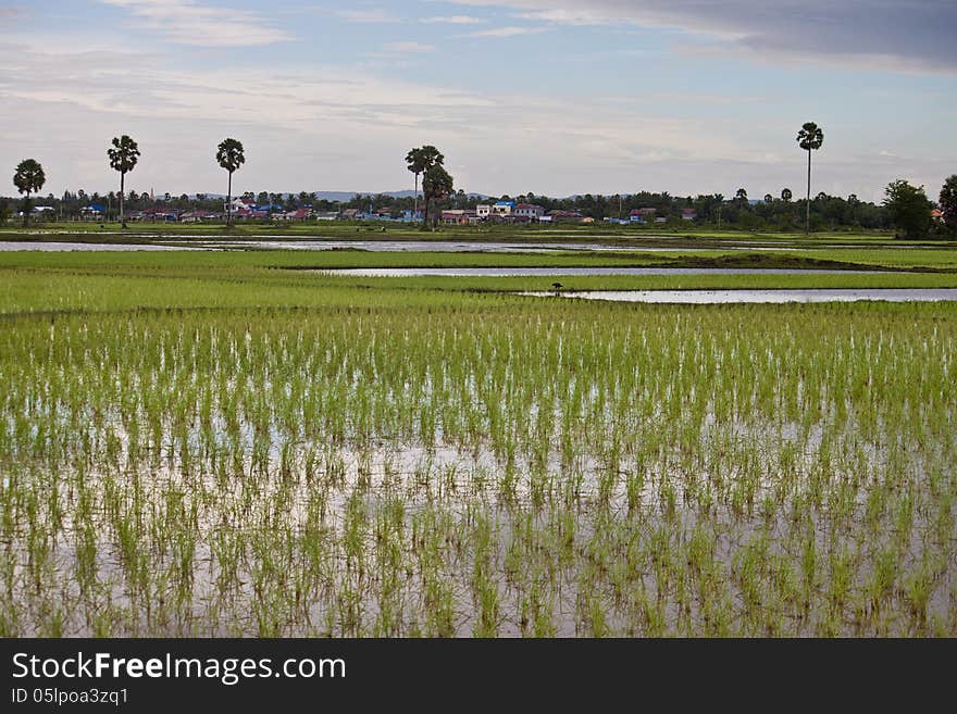 Village In Cambodia