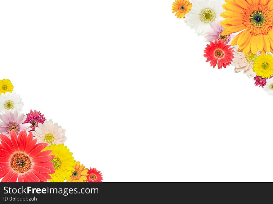 Transvaal daisy isolated on a white background of the letter-size. Transvaal daisy isolated on a white background of the letter-size