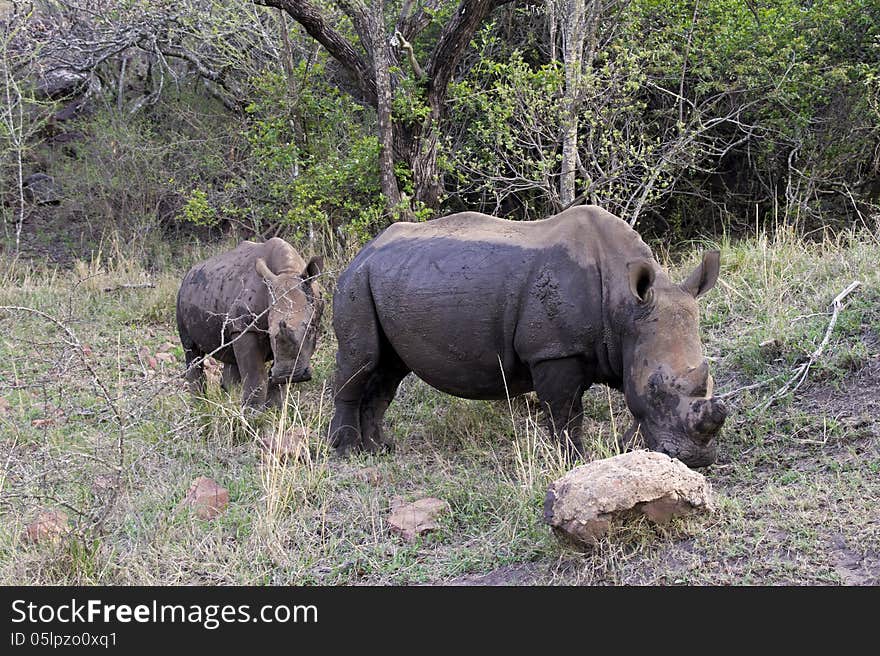 White Rhinos In South Africa