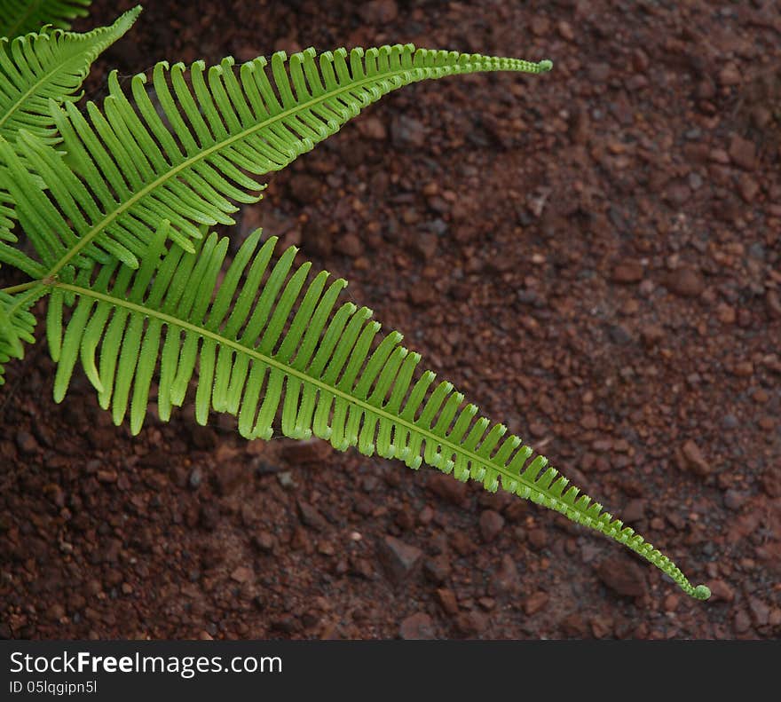 Green leaves and soil background