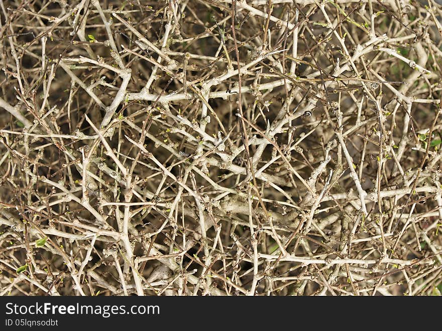 Branch and stick of leafless tree. Branch and stick of leafless tree