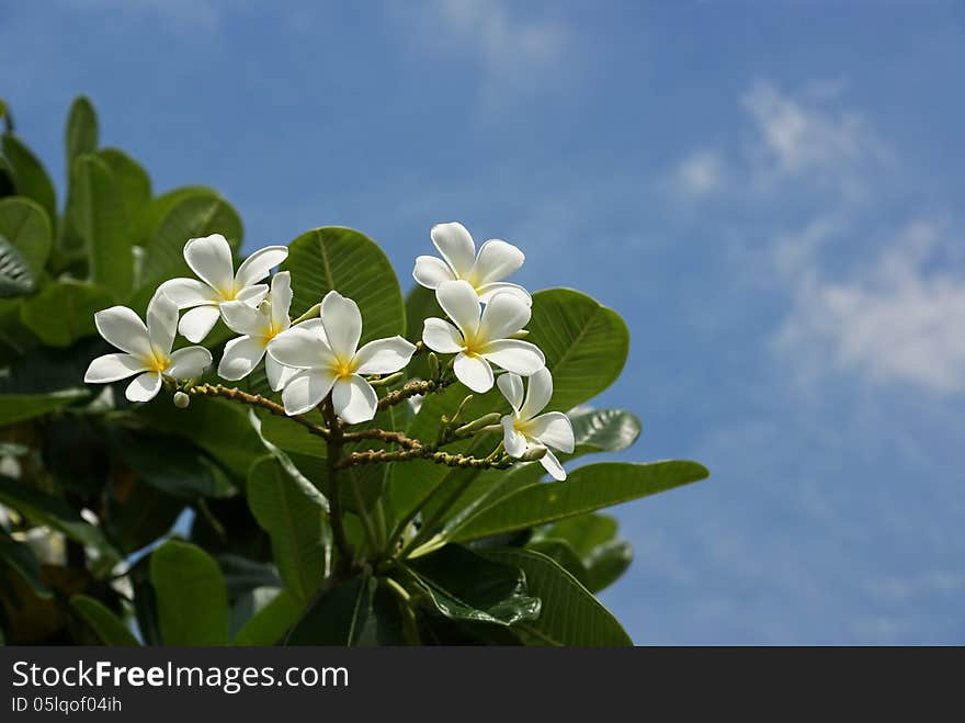 Frangipani