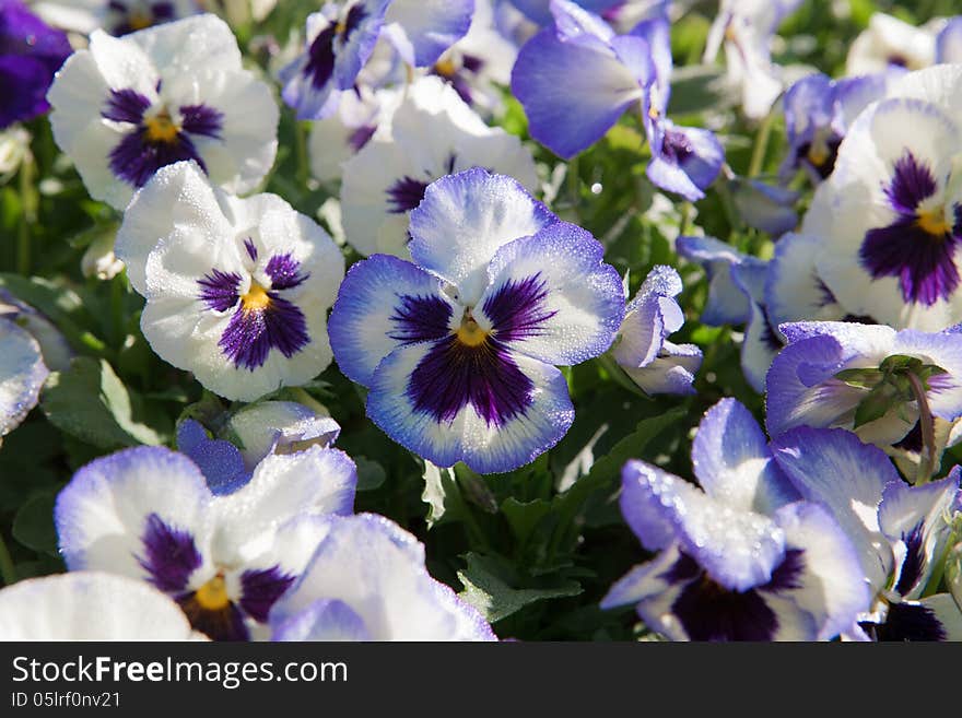 Violet purple pansy flowers, spray water on